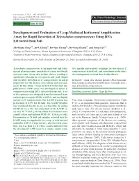 Development and Evaluation of Loop-Mediated Isothermal Amplification Assay for Rapid Detection of Tylenchulus Semipenetrans Using DNA Extracted from Soil