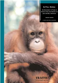 In Full Swing: an Assessment of Trade in Orang-Utans and Gibbons on Java and Bali, Indonesia