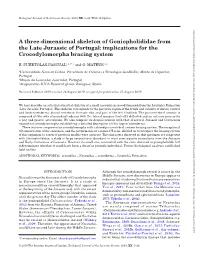 A Three-Dimensional Skeleton of Goniopholididae from the Late Jurassic of Portugal: Implications for the Crocodylomorpha Bracing System
