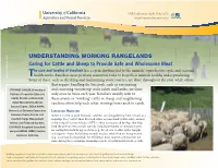 Cattle and Sheep