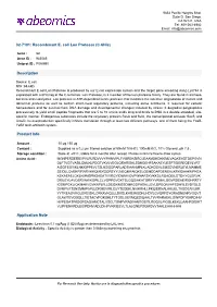 Recombinant E. Coli Lon Protease (C-6His)