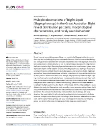 Multiple Observations of Bigfin Squid (Magnapinna Sp.) in the Great