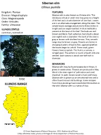Siberian Elm Ulmus Pumila ILLINOIS RANGE Tree