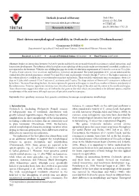 Host-Driven Morphological Variability in Orobanche Crenata (Orobanchaceae)