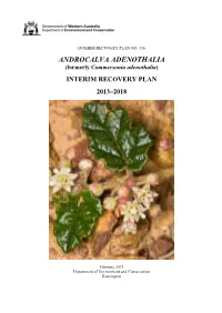 ANDROCALVA ADENOTHALIA (Formerly Commersonia Adenothalia)