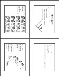 Phylogeny Systematics & Taxonomy