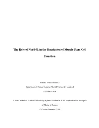 The Role of Nedd4l in the Regulation of Muscle Stem Cell Function