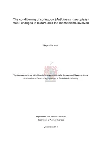 The Conditioning of Springbok (Antidorcas Marsupialis) Meat: Changes in Texture and the Mechanisms Involved