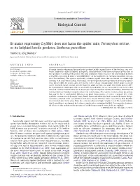 Bt Maize Expressing Cry3bb1 Does Not Harm the Spider Mite, Tetranychus Urticae, Or Its Ladybird Beetle Predator, Stethorus Punctillum