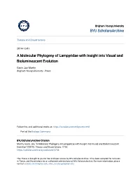 A Molecular Phylogeny of Lampyridae with Insight Into Visual and Bioluminescent Evolution