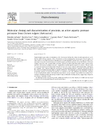 Molecular Cloning and Characterization of Procirsin, an Active Aspartic Protease Precursor from Cirsium Vulgare (Asteraceae)