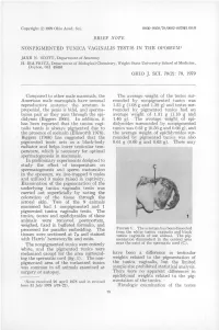 Brief Note Nonpigmented Tunica Vaginalis Testis in the Opossum1