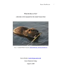 What Do Beaver Eat?
