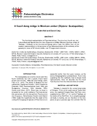 Diptera: Scatopsidae)