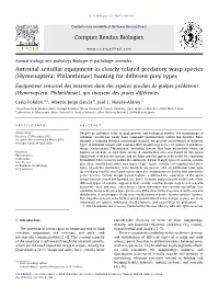Hymenoptera: Philanthinae) Hunting for Different Prey Types
