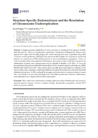 Structure-Specific Endonucleases and the Resolution of Chromosome Underreplication