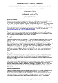 Conservation Advice Caladenia Xanthochila Yellow-Lip Spider-Orchid
