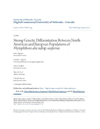 &lt;I&gt;Phytophthora Alni&lt;/I&gt;