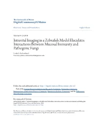 Intravital Imaging in a Zebrafish Model Elucidates Interactions Between Mucosal Immunity and Pathogenic Fungi Linda S