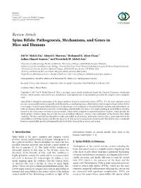 Spina Bifida: Pathogenesis, Mechanisms, and Genes in Mice and Humans