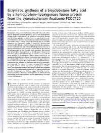 Enzymatic Synthesis of a Bicyclobutane Fatty Acid by a Hemoprotein–Lipoxygenase Fusion Protein from the Cyanobacterium Anabaena PCC 7120