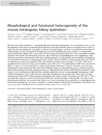 Morphological and Functional Heterogeneity of the Mouse Intrahepatic Biliary Epithelium