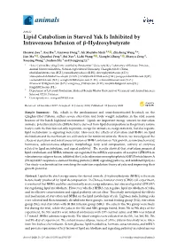 Lipid Catabolism in Starved Yak Is Inhibited by Intravenous Infusion of Β-Hydroxybutyrate