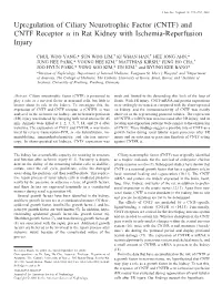 Upregulation of Ciliary Neurotrophic Factor (CNTF) and CNTF Receptor ␣ in Rat Kidney with Ischemia-Reperfusion Injury