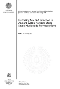 Detecting Sex and Selection in Ancient Cattle Remains Using