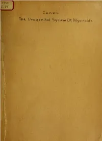 The Urogenital System of Myxinoids