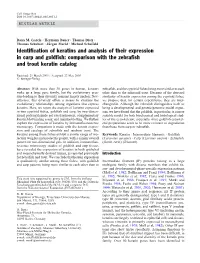 Identification of Keratins and Analysis of Their Expression in Carp and Goldfish: Comparison with the Zebrafish and Trout Keratin Catalog