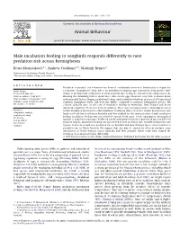 Male Incubation Feeding in Songbirds Responds Differently to Nest Predation Risk Across Hemispheres