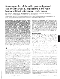Down-Regulation of Dendritic Spine and Glutamic Acid Decarboxylase 67 Expressions in the Reelin Haploinsufficient Heterozygous Reeler Mouse