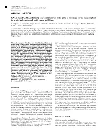 Enhancer of WT1 Gene Is Essential for Its Transcription in Acute Leukemia and Solid Tumor Cell Lines