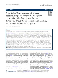 Potential of Five Non-Spore-Forming Bacteria, Originated from The