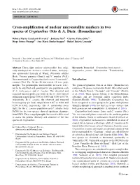 Cross-Amplification of Nuclear Microsatellite Markers in Two