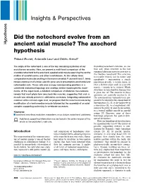 Did the Notochord Evolve from an Ancient Axial Muscle?