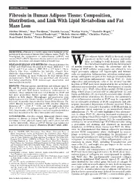Fibrosis in Human Adipose Tissue