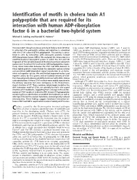 Identification of Motifs in Cholera Toxin A1 Polypeptide That Are Required for Its Interaction with Human ADP-Ribosylation Factor 6 in a Bacterial Two-Hybrid System
