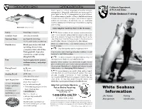 White Seabass Information