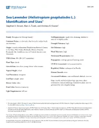 Sea Lavender (Heliotropium Gnaphalodes L.): Identification and Uses1 Stephen H