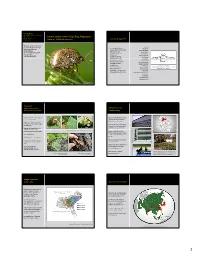 Current Status of the Kudzu Bug, Megacopta Cribraria, in North America