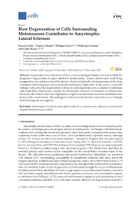 How Degeneration of Cells Surrounding Motoneurons Contributes to Amyotrophic Lateral Sclerosis