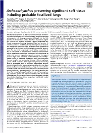 Archaeorhynchus Preserving Significant Soft Tissue Including Probable Fossilized Lungs