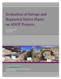 Evaluation of Salvage and Replanted Native Plants on ADOT Projects