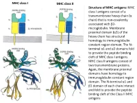 MHC Class I Antigens Consist of a Transmembrane Heavy Chain (Α Chain) That Is Non-Covalently Associated with Β2- Microglobulin