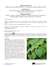 Japanese Knotweed Fallopia Japonica (Houtt.) R. Decr. Or Polygonum Cuspidatum Sieb