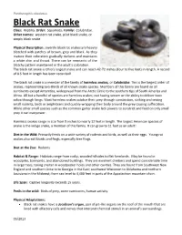 Black Rat Snake Class: Reptilia