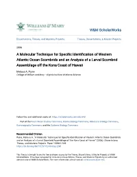A Molecular Technique for Specific Identification of Western Atlantic Ocean Scombrids and an Analysis of a Larval Scombrid Assemblage Off the Kona Coast of Hawaii