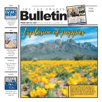 Explosion of Poppies